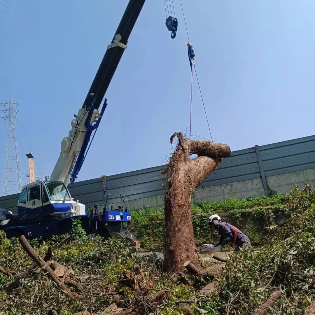 プロが教える木にまつわる豆知識
