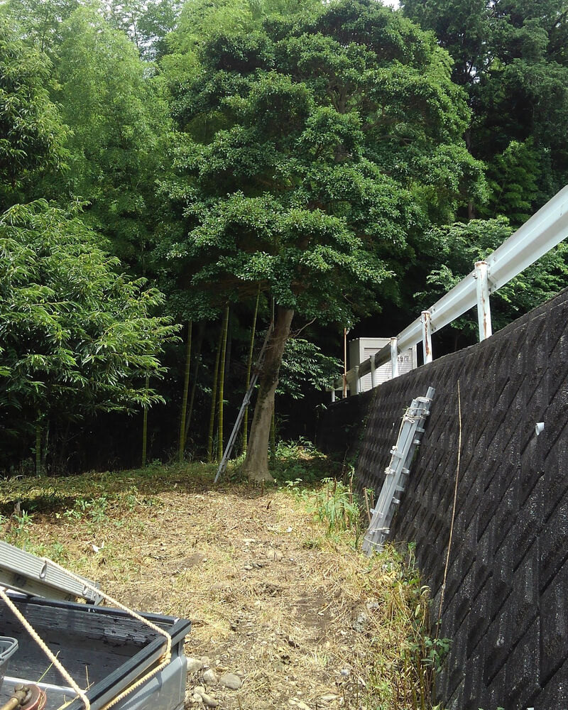 プロが教える木にまつわる豆知識