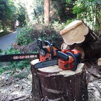 プロが教える木にまつわる豆知識
