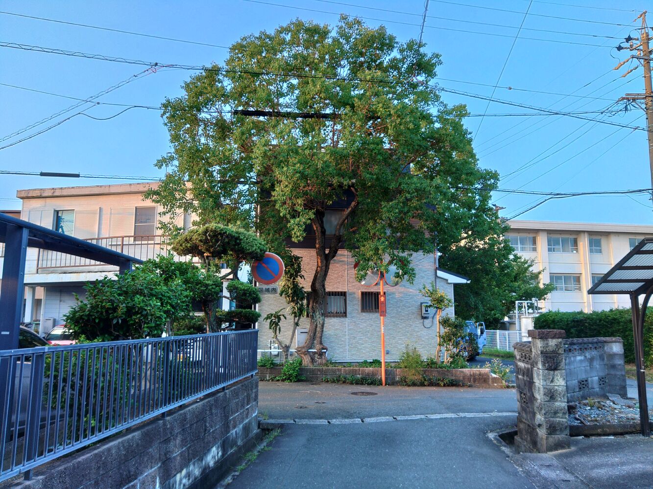 プロが教える木にまつわる豆知識