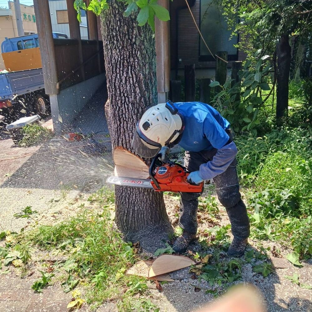 プロが教える木にまつわる豆知識