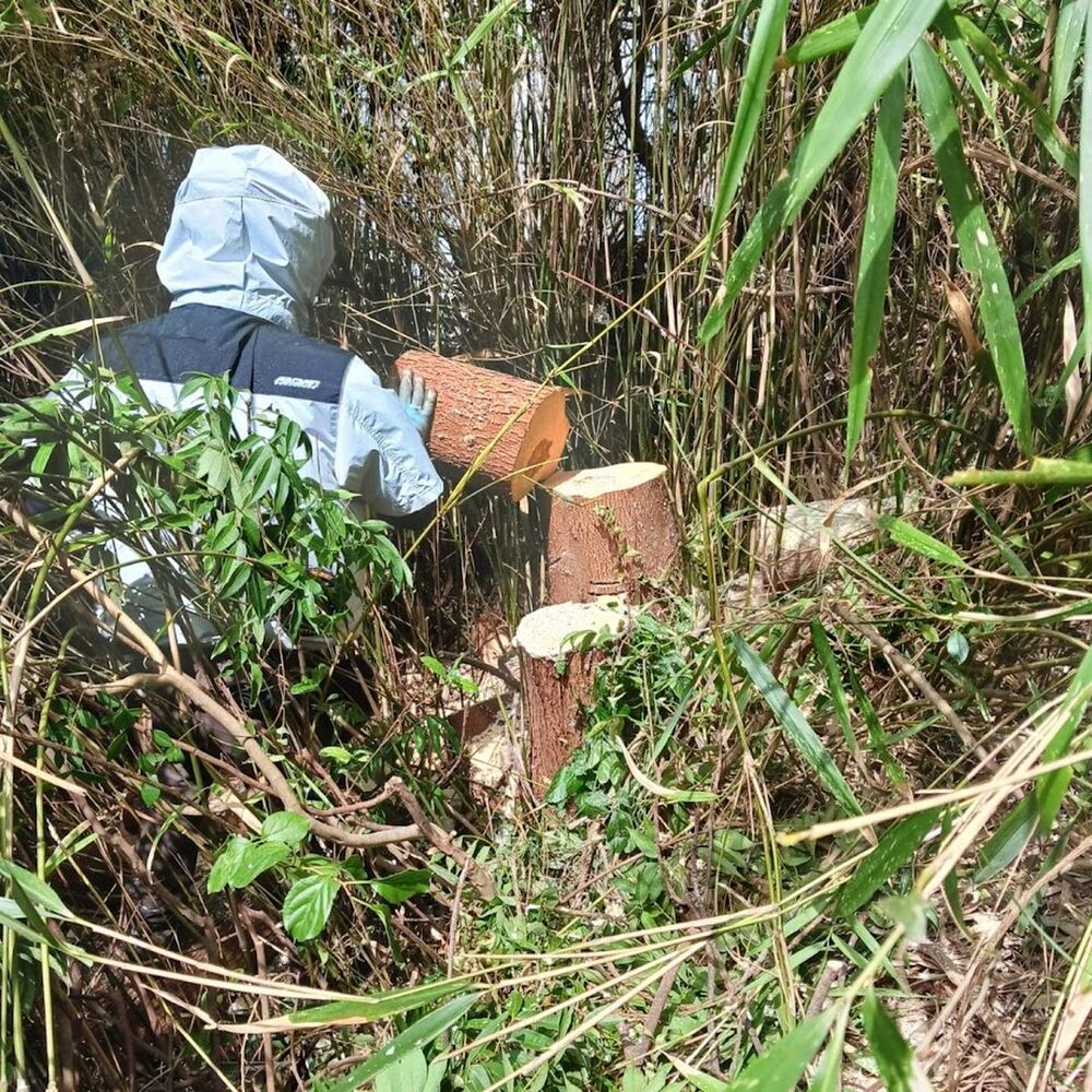 プロが教える木にまつわる豆知識