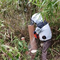 プロが教える木にまつわる豆知識
