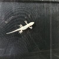 プロが教える木にまつわる豆知識