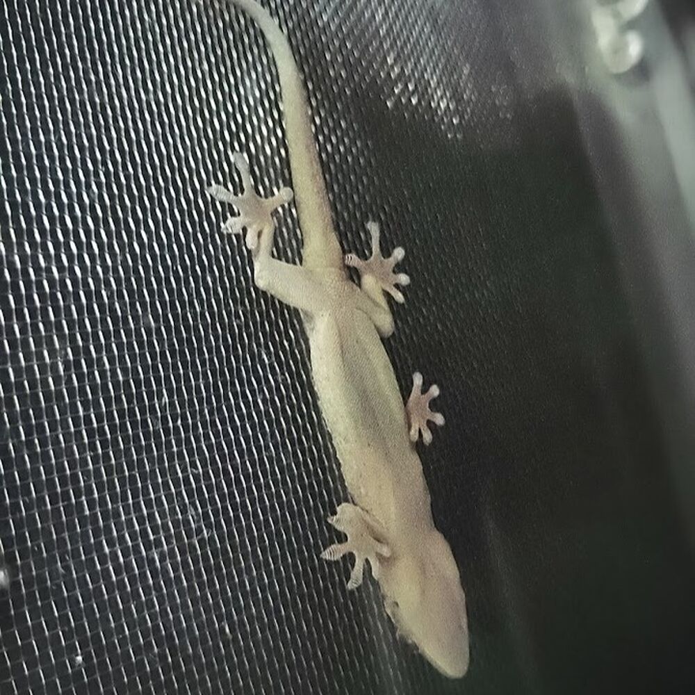 プロが教える木にまつわる豆知識