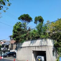 プロが教える木にまつわる豆知識