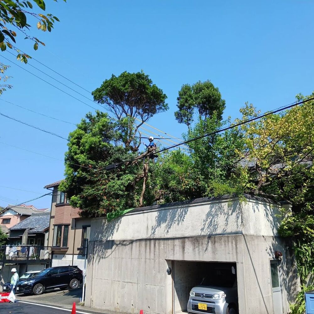 プロが教える木にまつわる豆知識