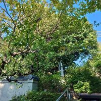 プロが教える木にまつわる豆知識