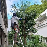 プロが教える木にまつわる豆知識