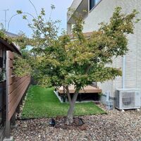 プロが教える木にまつわる豆知識