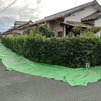 プロが教える木にまつわる豆知識