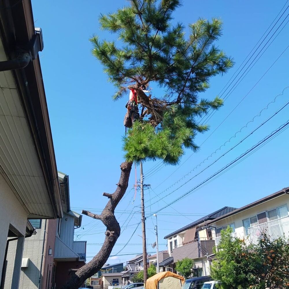 プロが教える木にまつわる豆知識