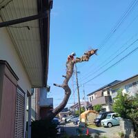 プロが教える木にまつわる豆知識