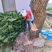 プロが教える木にまつわる豆知識