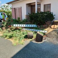 プロが教える木にまつわる豆知識