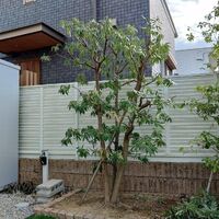 プロが教える木にまつわる豆知識