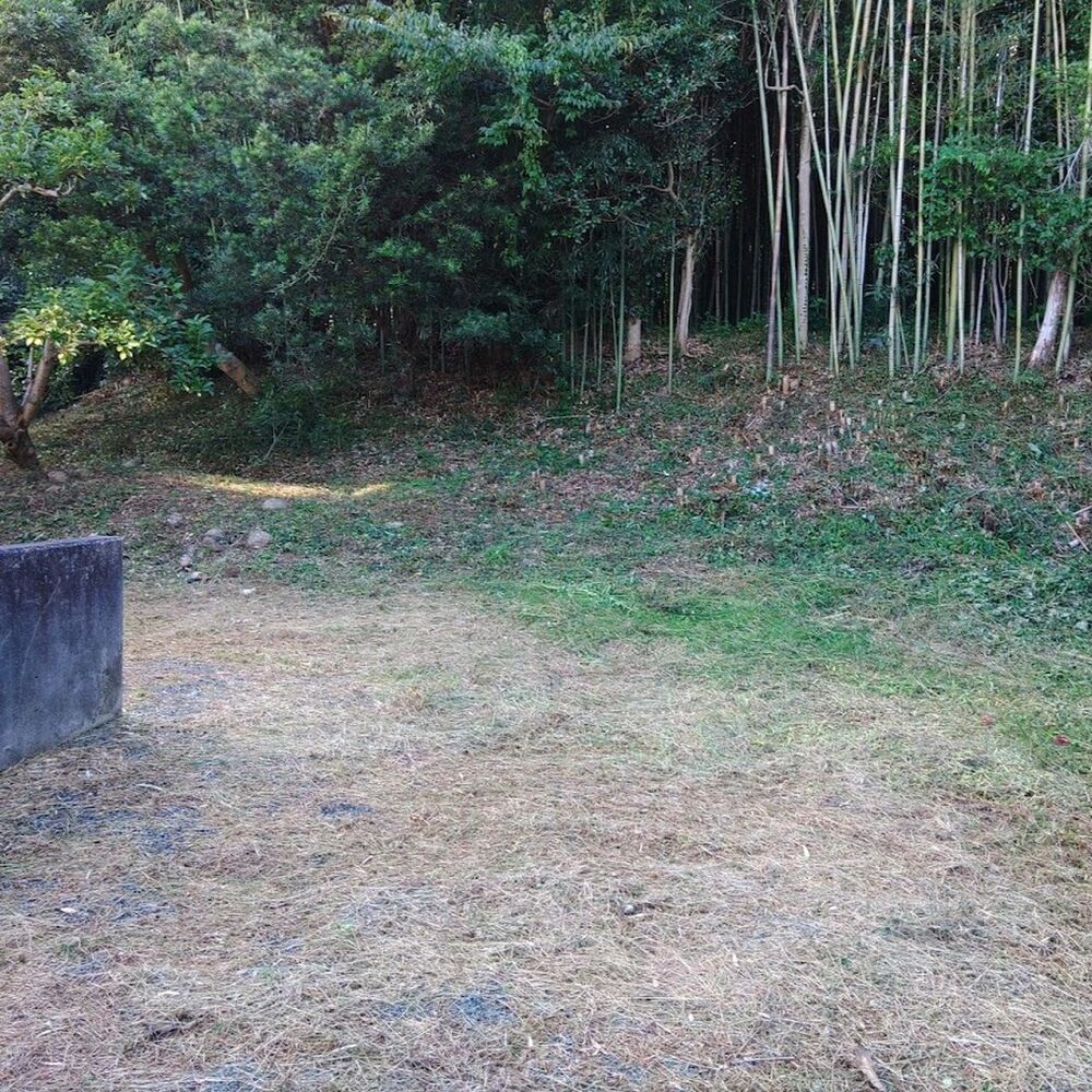 プロが教える木にまつわる豆知識