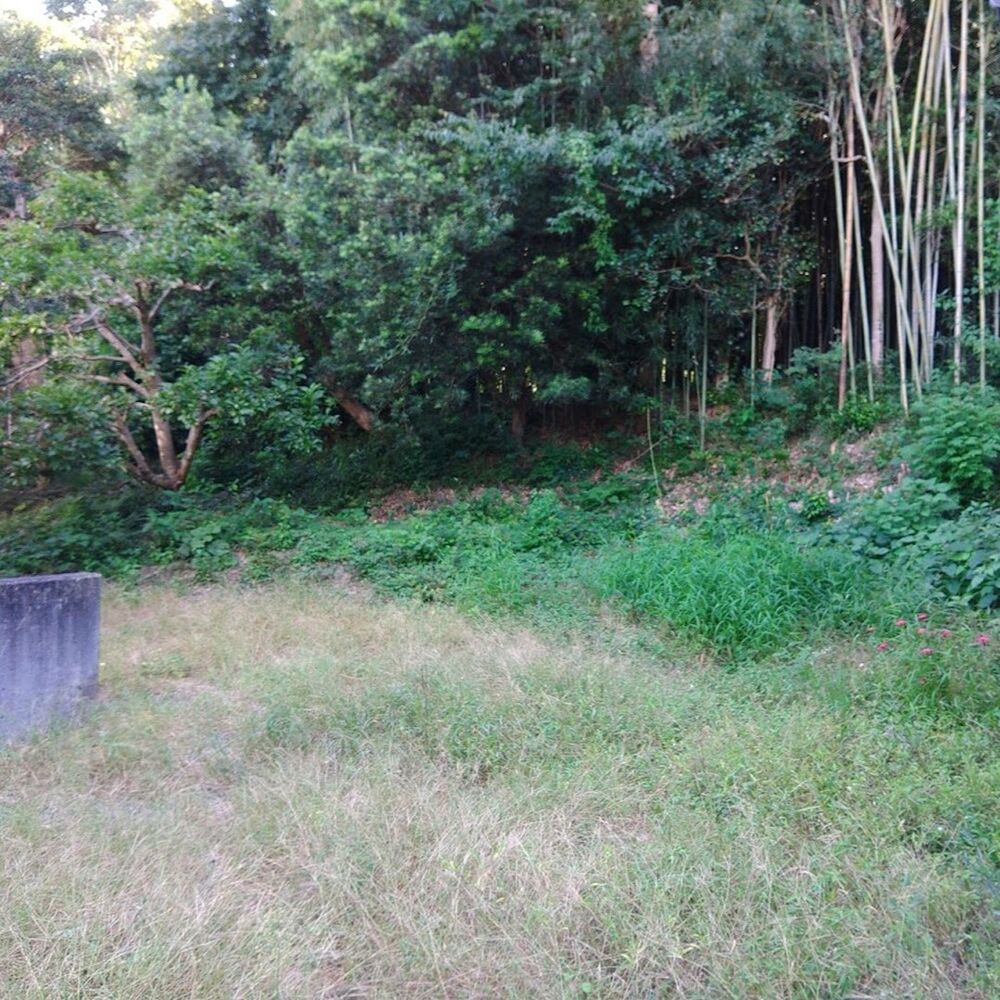 プロが教える木にまつわる豆知識