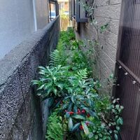 プロが教える木にまつわる豆知識