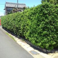 プロが教える木にまつわる豆知識