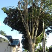プロが教える木にまつわる豆知識