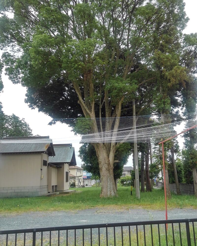 プロが教える木にまつわる豆知識