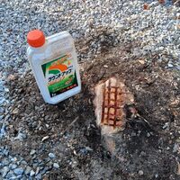 プロが教える木にまつわる豆知識