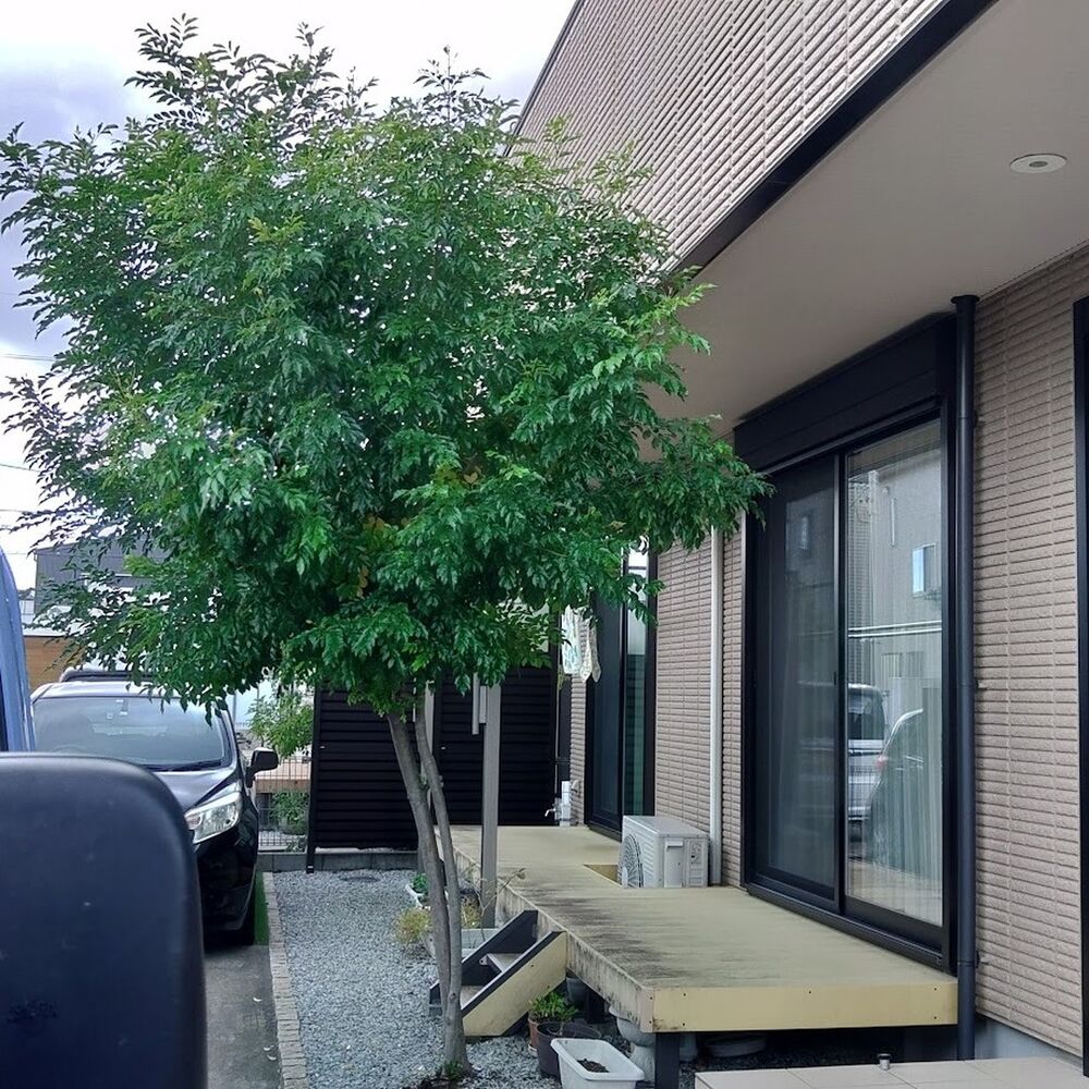 プロが教える木にまつわる豆知識