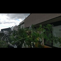 プロが教える木にまつわる豆知識