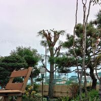 プロが教える木にまつわる豆知識