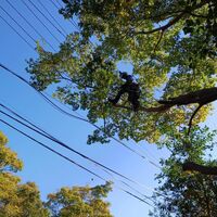 プロが教える木にまつわる豆知識