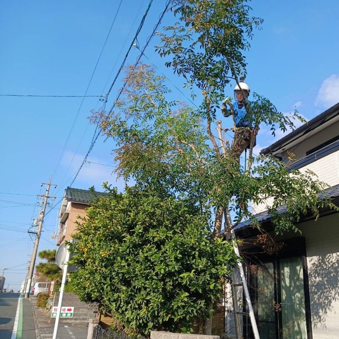 磐田市で、ダイレイ造園が大きくなりすぎたシマトネリコの強剪定
