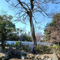 プロが教える木にまつわる豆知識