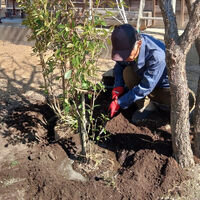 プロが教える木にまつわる豆知識