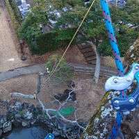 プロが教える木にまつわる豆知識