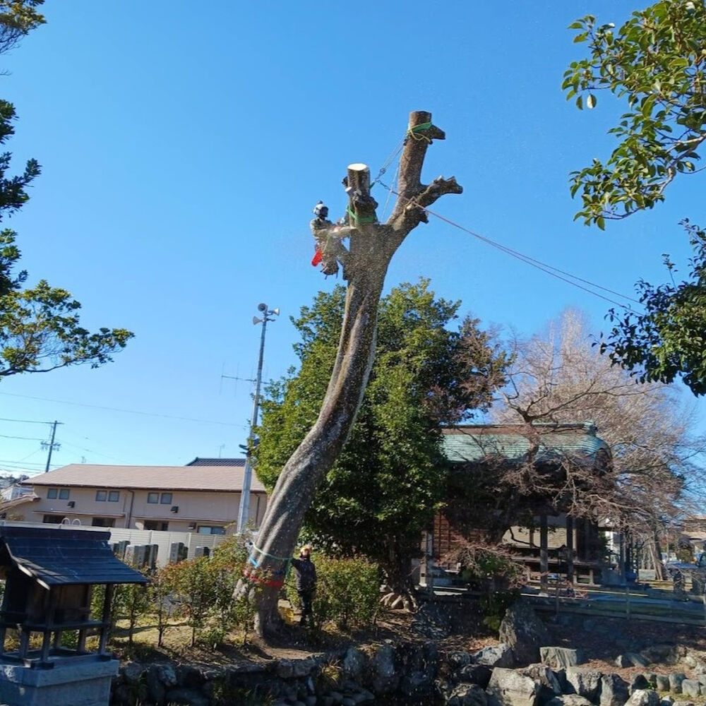 プロが教える木にまつわる豆知識