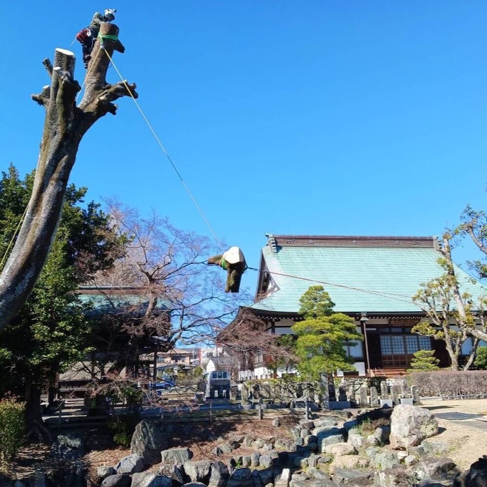 プロが教える木にまつわる豆知識