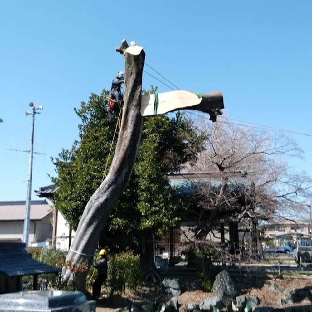 プロが教える木にまつわる豆知識