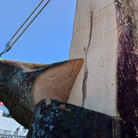 プロが教える木にまつわる豆知識