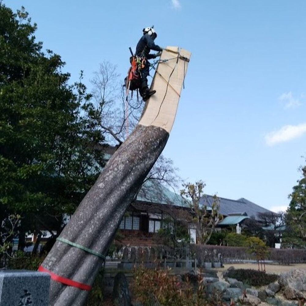 プロが教える木にまつわる豆知識