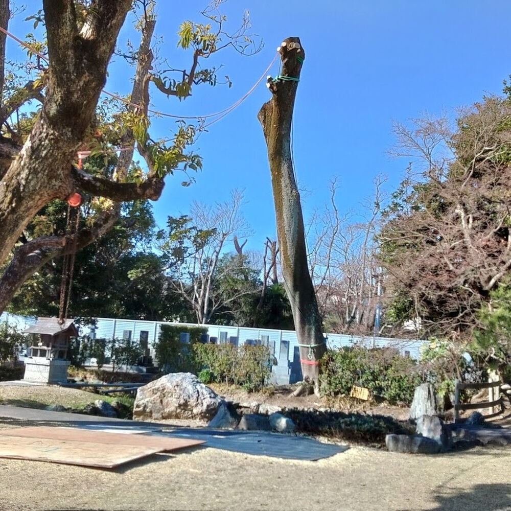 プロが教える木にまつわる豆知識