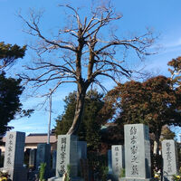 プロが教える木にまつわる豆知識