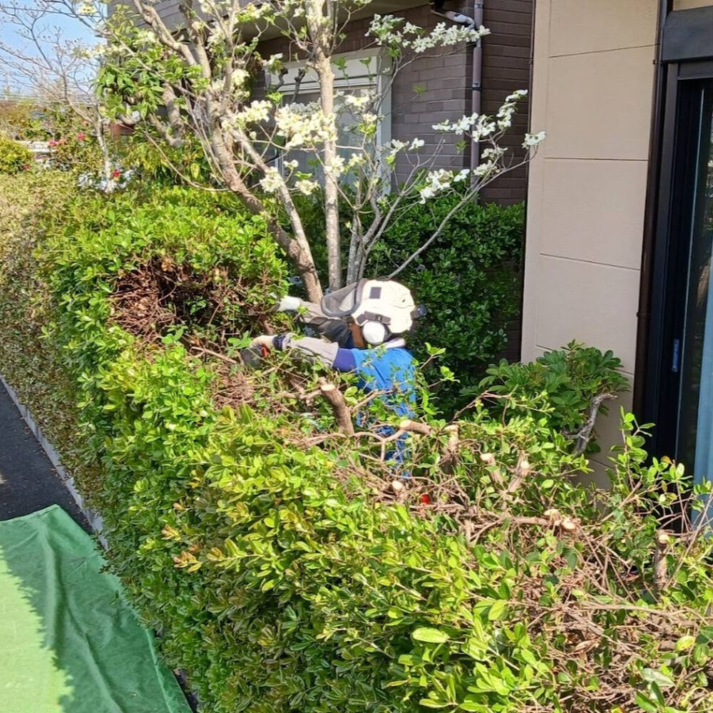 プロが教える木にまつわる豆知識
