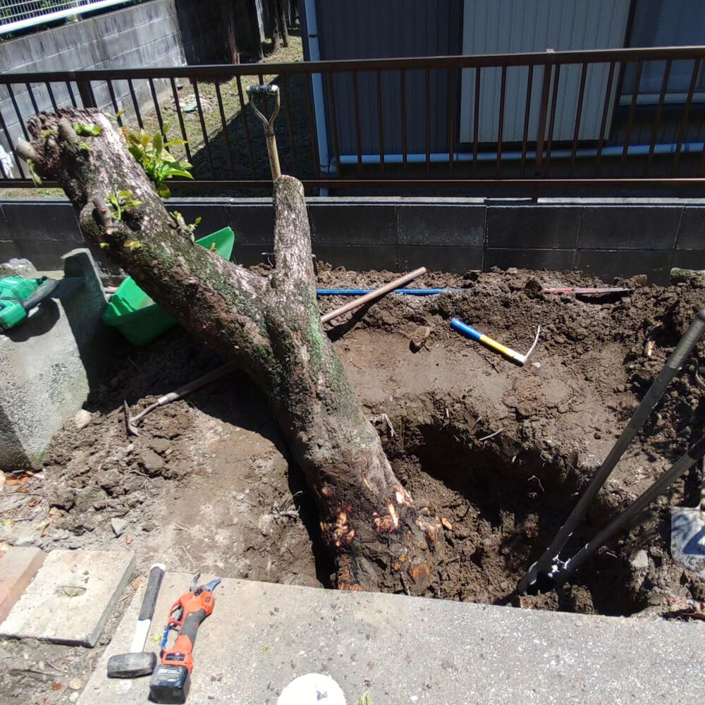 プロが教える木にまつわる豆知識
