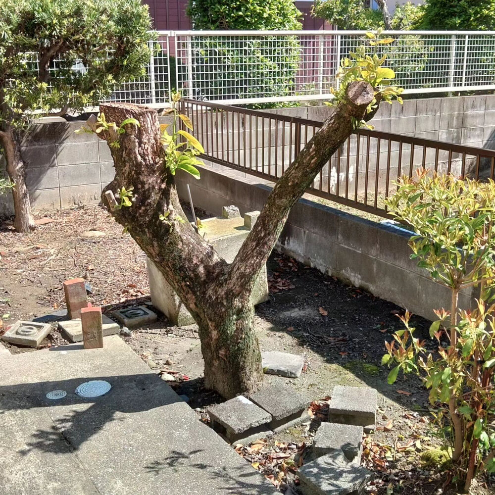 プロが教える木にまつわる豆知識