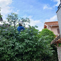 プロが教える木にまつわる豆知識