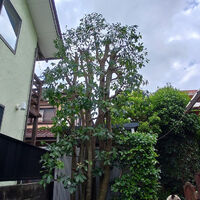 プロが教える木にまつわる豆知識