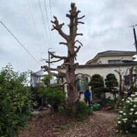 プロが教える木にまつわる豆知識