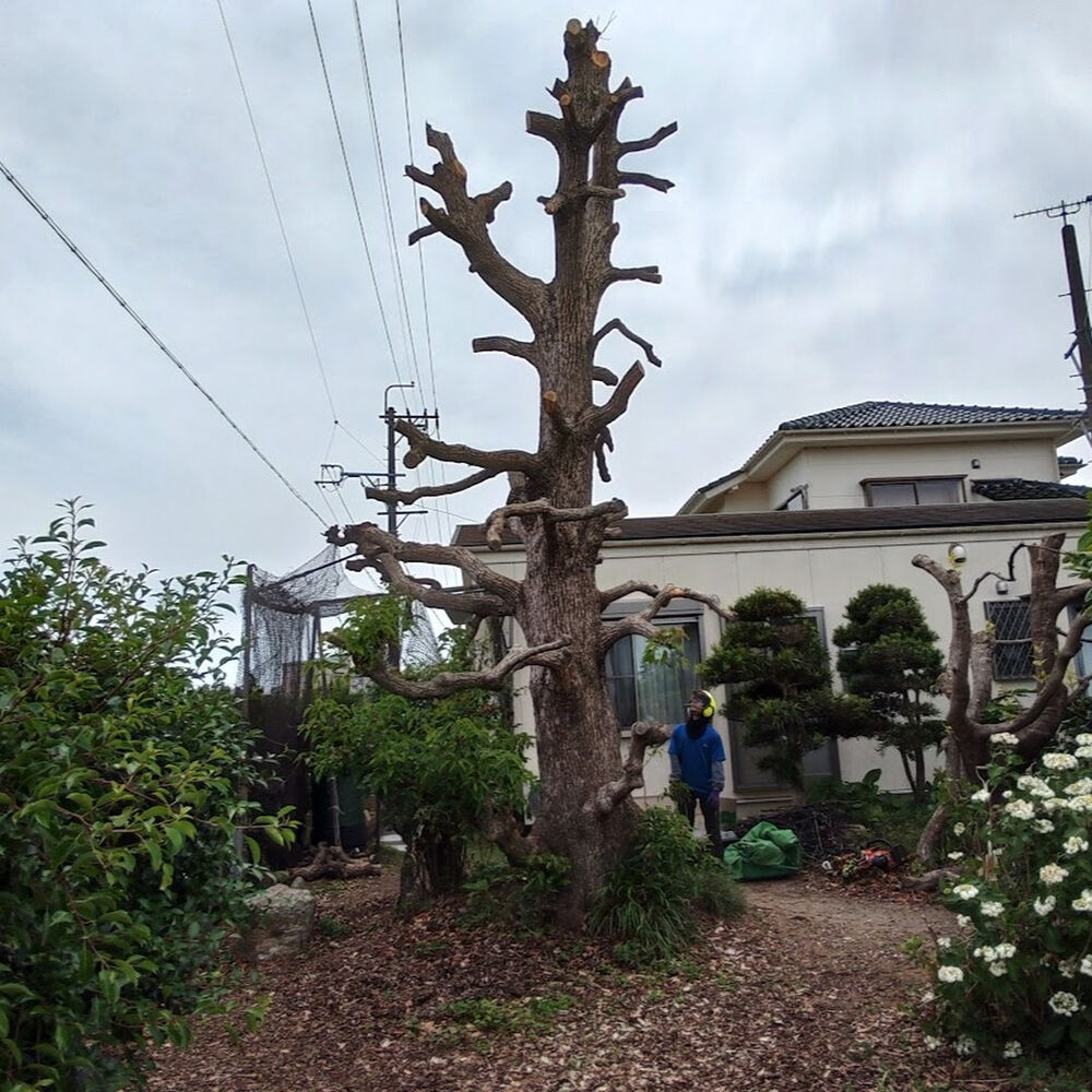 プロが教える木にまつわる豆知識