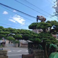 プロが教える木にまつわる豆知識